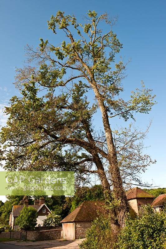 Dutch Elm Disease infected common Elm