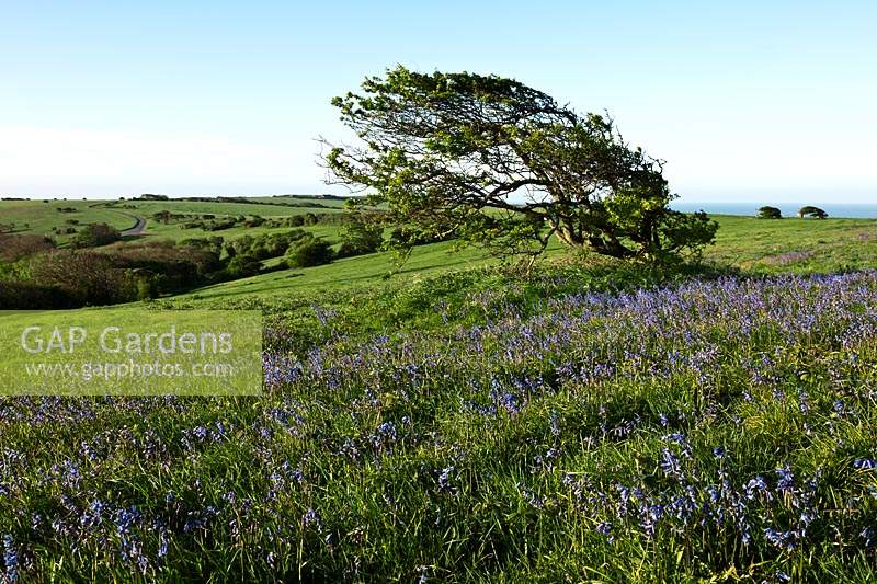 wind formed affected swept hawthron trees Warren Hill East Sussex Spring May landscape sunrise sun sunny morning light blue sky