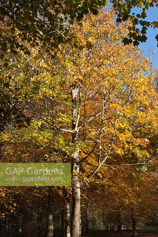 sycamore tree Acer pseudoplatanus fall autumn color colour leaf foliage forest woodland Cuckmere valley easy sussex United
