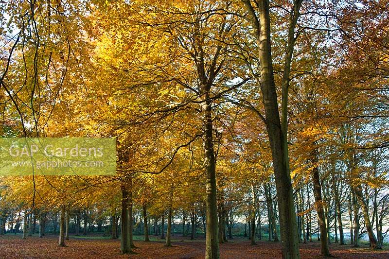 beech trees Fagus sylvatica fall autumn color colour leaf foliage forest woodland Cuckmere valley easy sussex United Kingdom