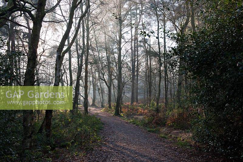 natural woodland lake side walk late autumn trees water fallen leaves sun sunny blue sky mist morning light Buchan Park Crawley
