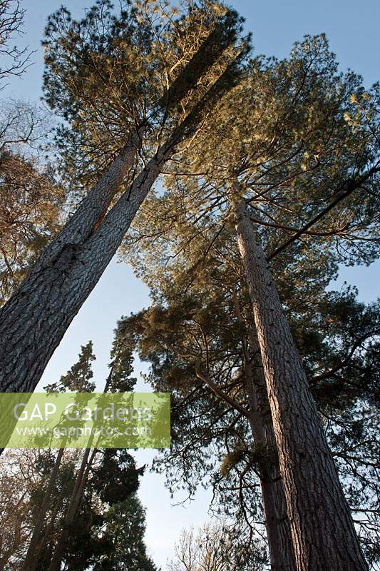 maritime scottish pine Pinus pinaster tree trunk Crawley East Sussex Woodland autumn fall November tall sun sunny blue sky