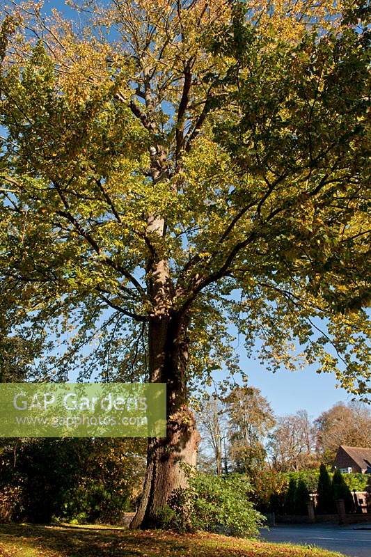 Ulmus x hollandica Dutch elm