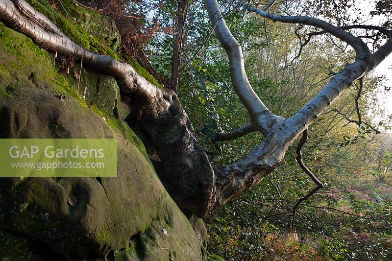 Silver Birch Betula pendula nature reserve tree East Sussex sandstone outcrop clinging growing edge erosion exposed roots