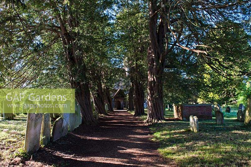 veteran ancient yews walk avenue Taxus bacata Westbourne church churchyard path grave stones autumn fall sun sunny day October