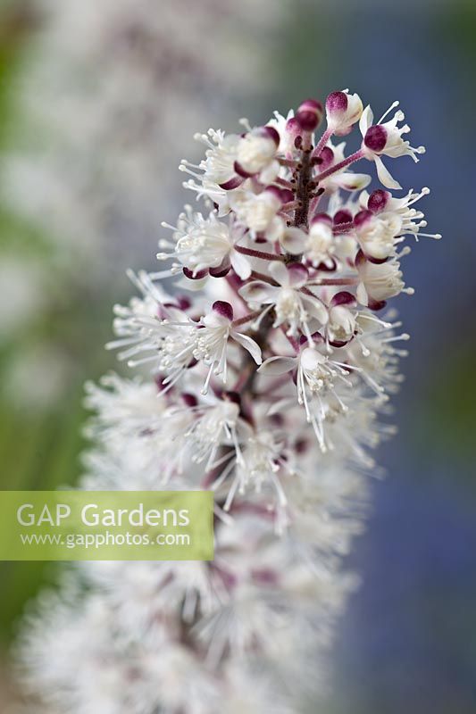 Actaea (formerly Cimicifuga) racemosa Atropurpurea Group summer flower perennial white September purple scented perfume tall