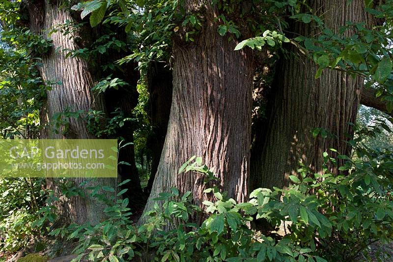 ancient coppice Castanea sativa sweet chestnut tree seven sisters Penshurst Kent England biggest deciduous country summer