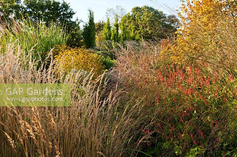 Marchants Sussex early autumn fall borders perennials ornamental grasses September morning garden plant combination Saponaria