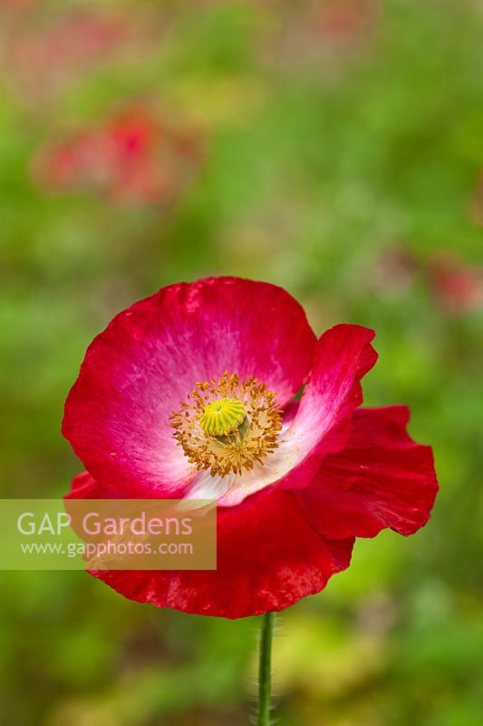 shirley poppy Papaver rhoeas summer flower hardy annual white red july medicinal herbal garden plant