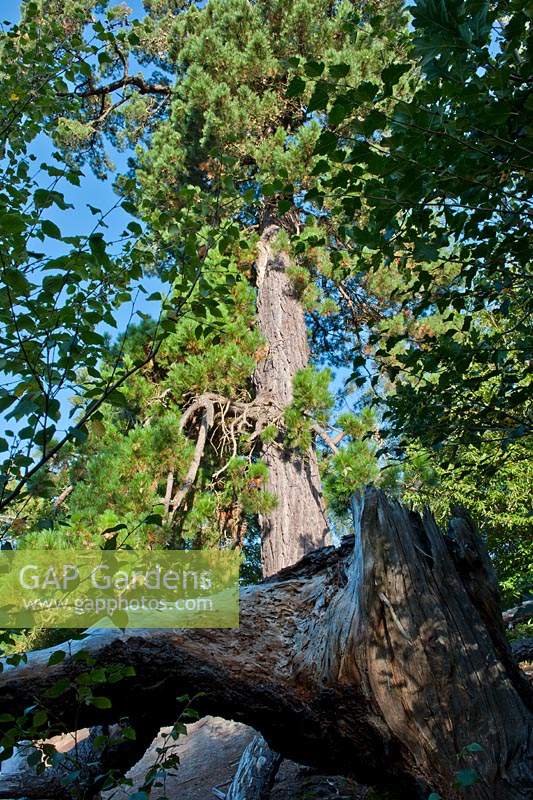scots scottish pine Pinus sylvestris tree trunk Lake Wood East Sussex Woodland Trust sandstone ridges late summer September