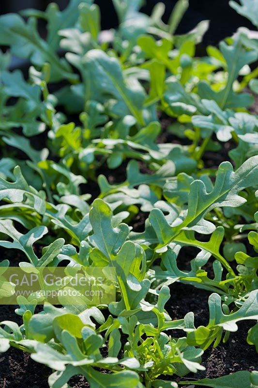 Rocket Sweet Oak Leaf arugula Eruca vesicaria sativa salad vegetable summer perennial May organic home grown kitchen garden