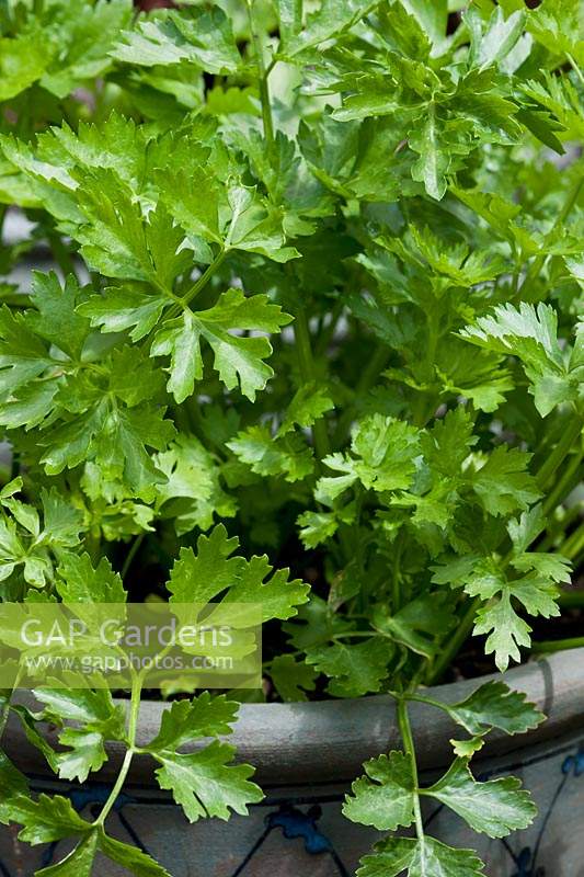 Leaf Celery Apium graveolens variety secalinum summer foliage vegetable container grown home organic edible kitchen garden plant