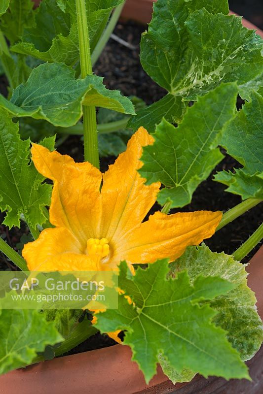 Courgette Piccolo Zucchini Cucurbita pepo ovifera F1 hybrid summer flower annual vegetable home grown container orange organic