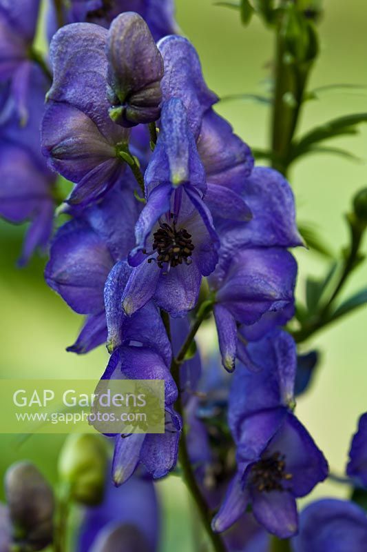 monkshood Aconitum Bressingham Spire summer flower perennial blue violet purple August flowers garden plant
