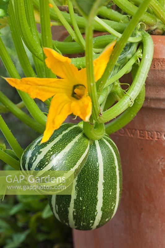 Zucchini Courgette 'Piccolo' F1 hybrid