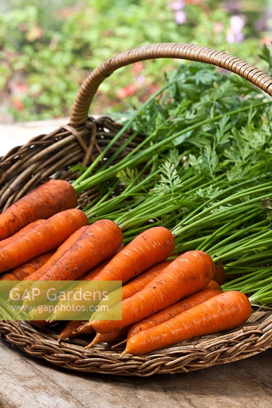 Carrot Tender Snax F1 hybrid medium sized carota var sativus trug summer fresh freshly harvested pulled home grown organic