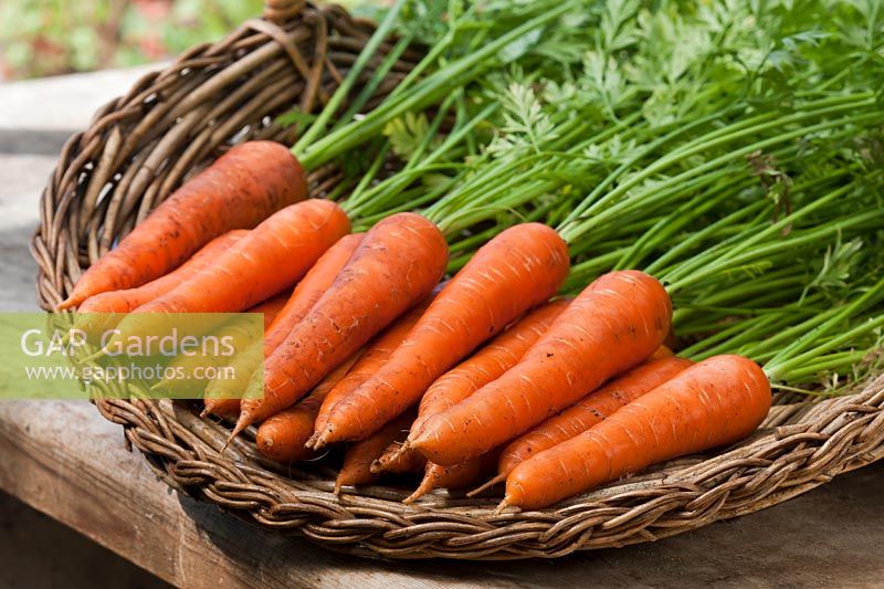 Carrot Tender Snax F1 hybrid medium sized carota var sativus trug summer fresh freshly harvested pulled home grown organic