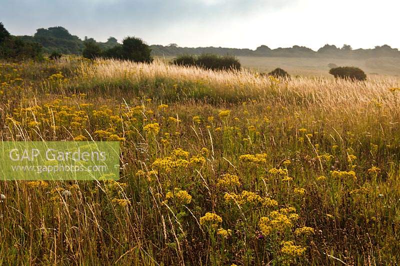 Ragwort Senecio jacobaea cankerweed staggerwort flower flowers grasses Meadowdown East Sussex summer yellow native wild meadow