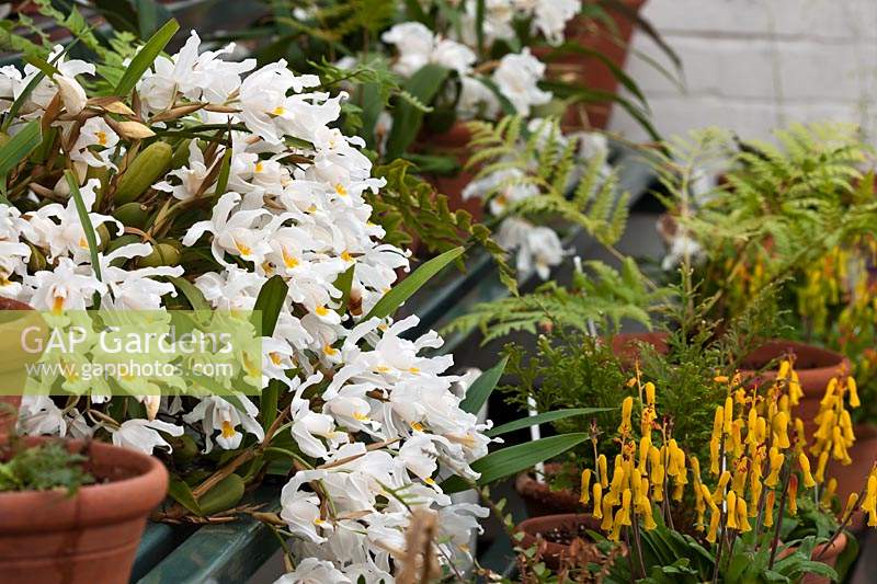 Coelogyne cristata Unchained Melody crested orchid winter Spring flower whiteflowers blooms blossoms March containers pots grown