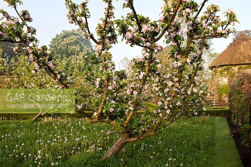 Apple orchard underplanted wiild flowers Dandelions cowslips Camassia quamash blossoms goblet fruit trees Spring blooms flowers