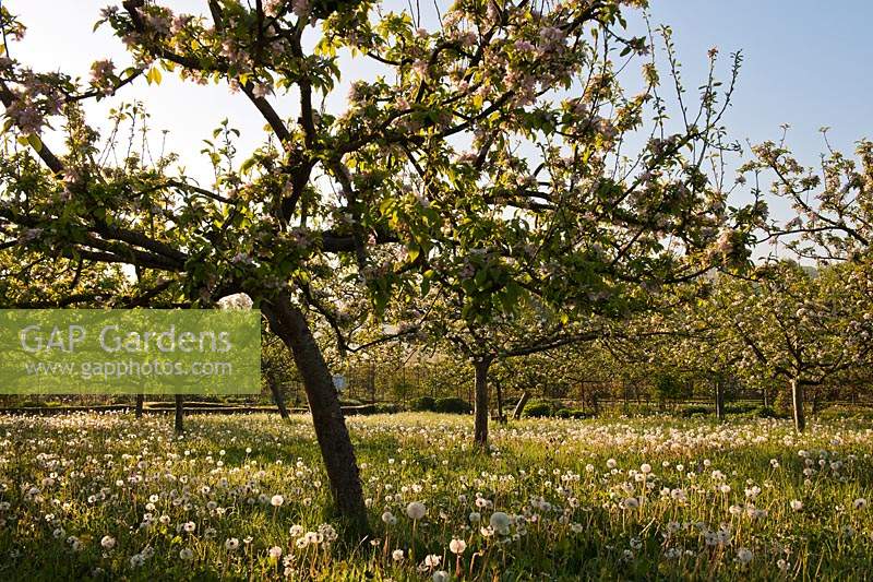 Apple orchard underplanted wiild flowers Dandelions cowslips Camassia quamash blossoms goblet fruit trees Spring blooms flowers