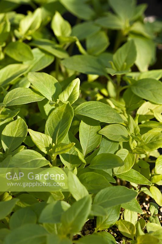 Basil Sweet Green seedlings Ocimum citriodorum spring herb culinary green scented leaf cooking April kitchen garden plant