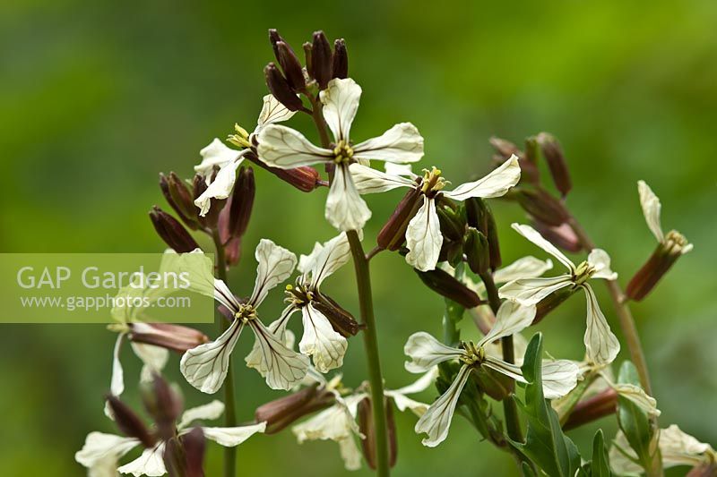 Eruca vesicaria subsp. sativa garden salad rocket jamba summer flower vegetable home grown organic edible kitchen plant blooms