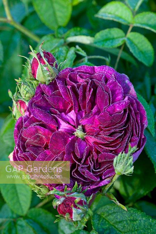 summer flower old-fashioned heritage rose shrub June purple scented perfume garden plant bloom