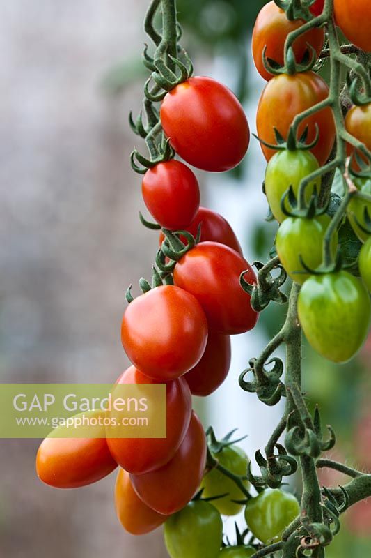 grafted Tomato Cupido  summer vine vegetable orange red kitchen garden plant organic home grown glasshouse