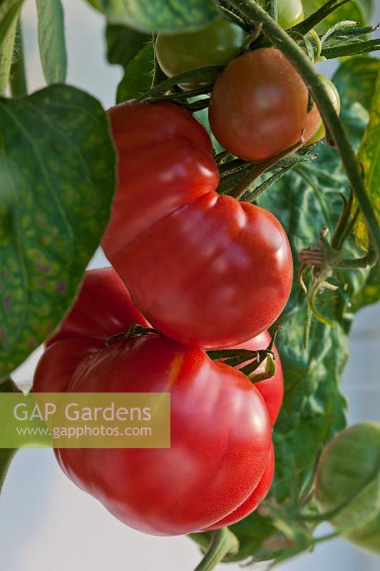 Tomato Brandy Boy  summer vine vegetable orange red kitchen garden plant organic home grown greenhouse glasshouse