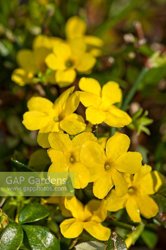 Jasminum nudiflorum winter Jasmine