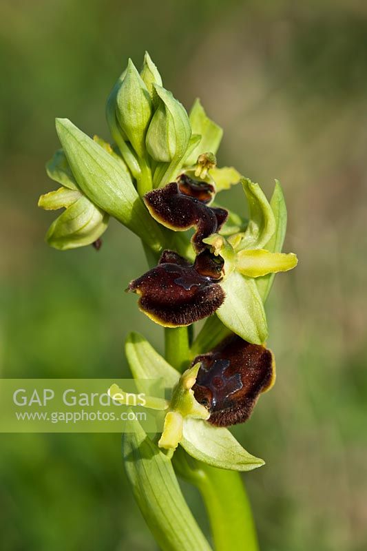 early spider orchid Ophrys sphegodes spring flower wild native grassland lime chalkland meadow field April Samphire Hoe Kent