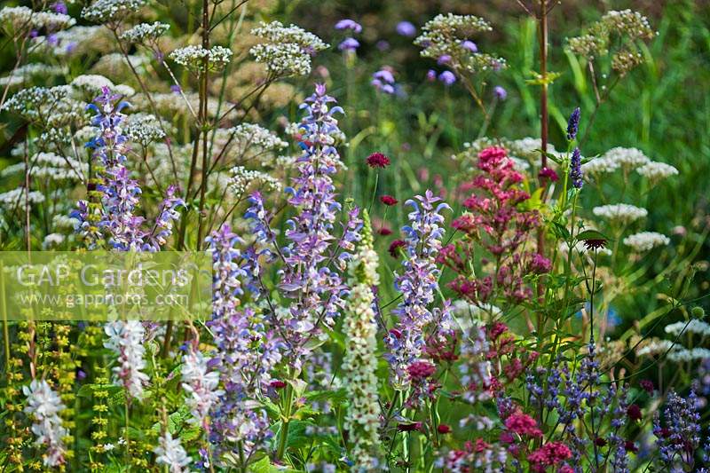 Mixed border perennials