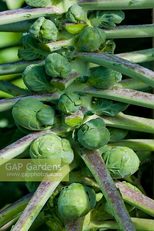 Brassica oleracea var. gemmifera Brussels Sprout 'Maxima'