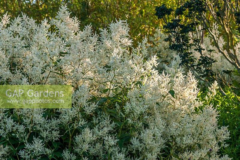 Persicaria alpina alpine knotweed polymorpha