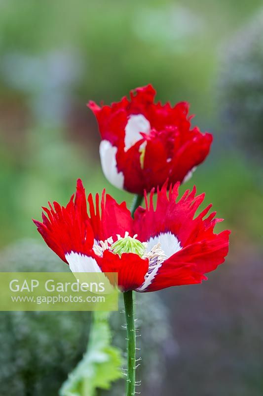 Papaver somniferum 'Victoria Cross'