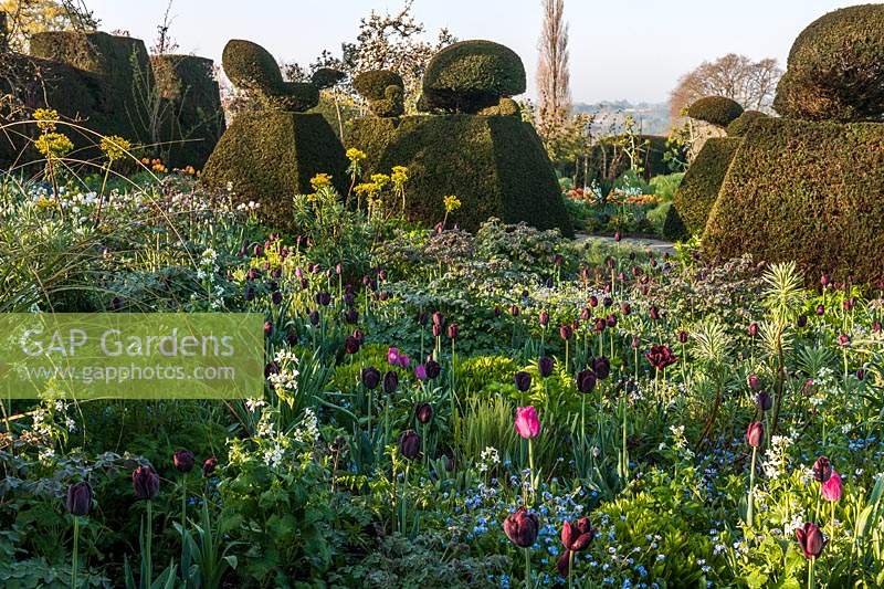 Spring borders mixed Tulip varieties