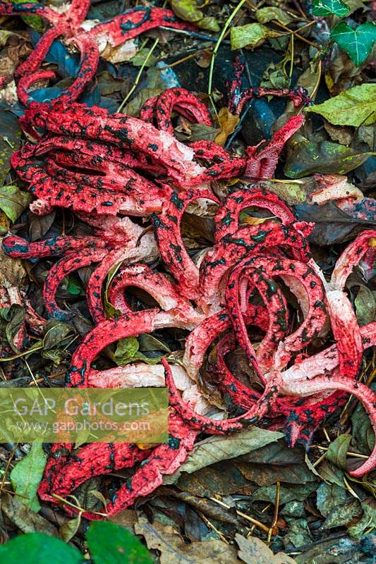 Clathrus archeri devil's fingers fungus