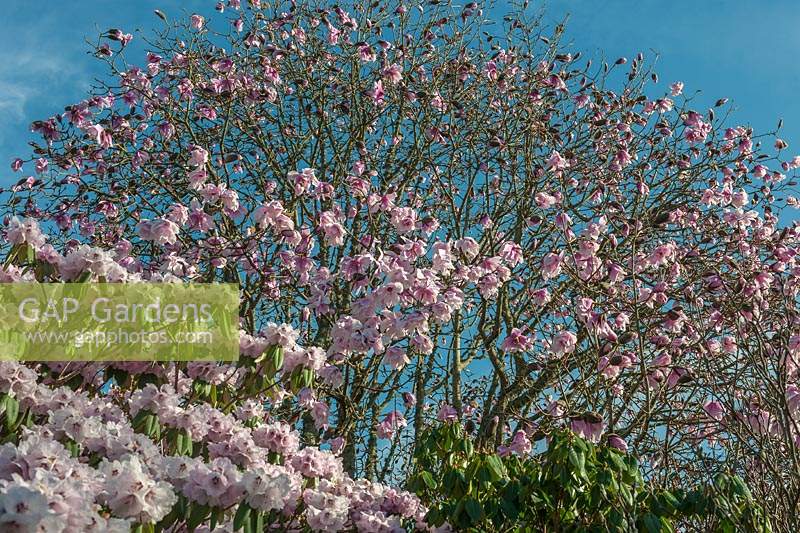 Magnolia sargentiana var. robusta