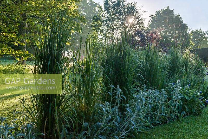 garden border with Calamagrostis 'Karl Foerster'