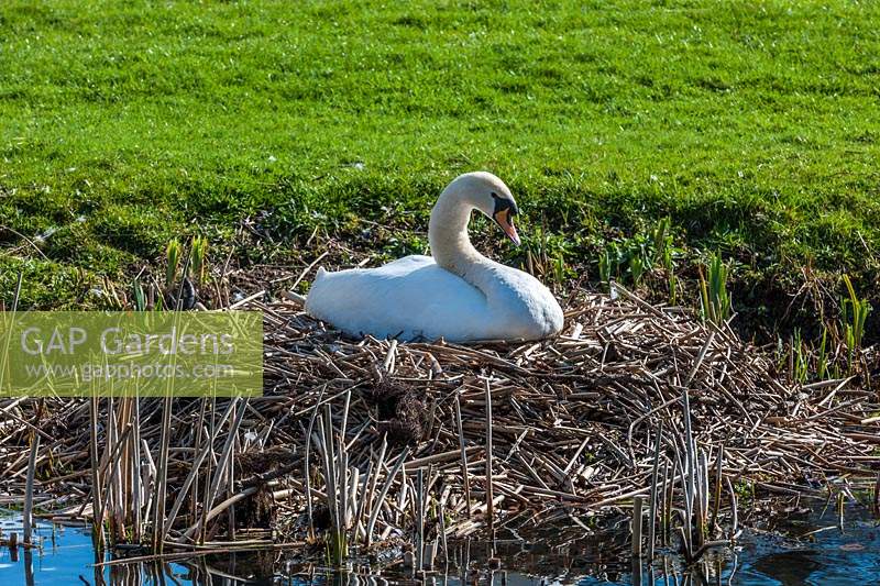 Nesting Mute Swan