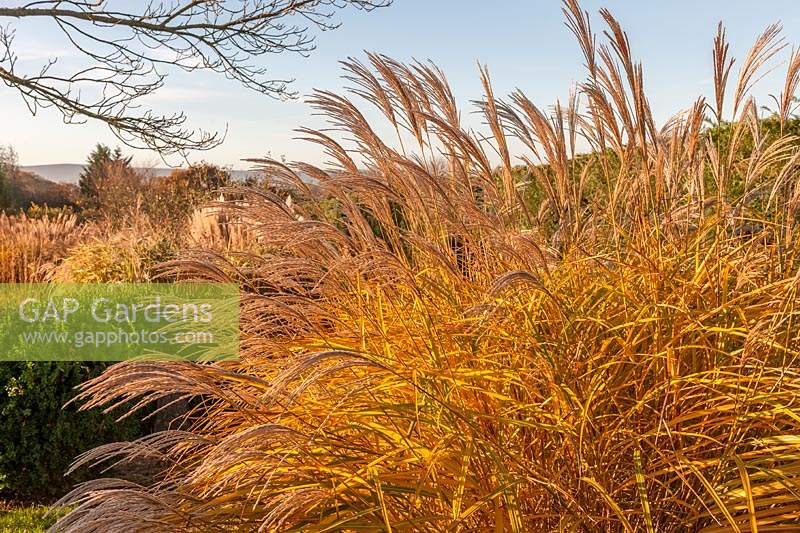 Miscanthus sinensis ‘Grosse Fontane’ at Marchants Hardy Plants