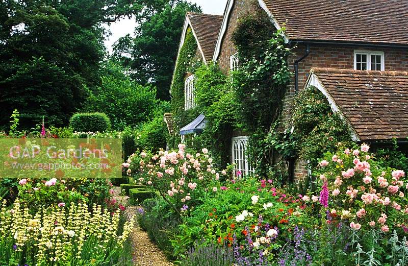 Frith Lodge Sussex Path through Rose garden at front of house Rosa Felicia and Frensham Sisyrinchium striatum Lavender summer Ju
