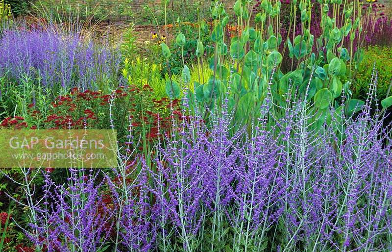 Scampston Hall. Yorkshire. Design: Piet Oudolf. Prairie planting. Perovskia atriplexifolia 'Blue Spire', Achillea 'Summer Wine',