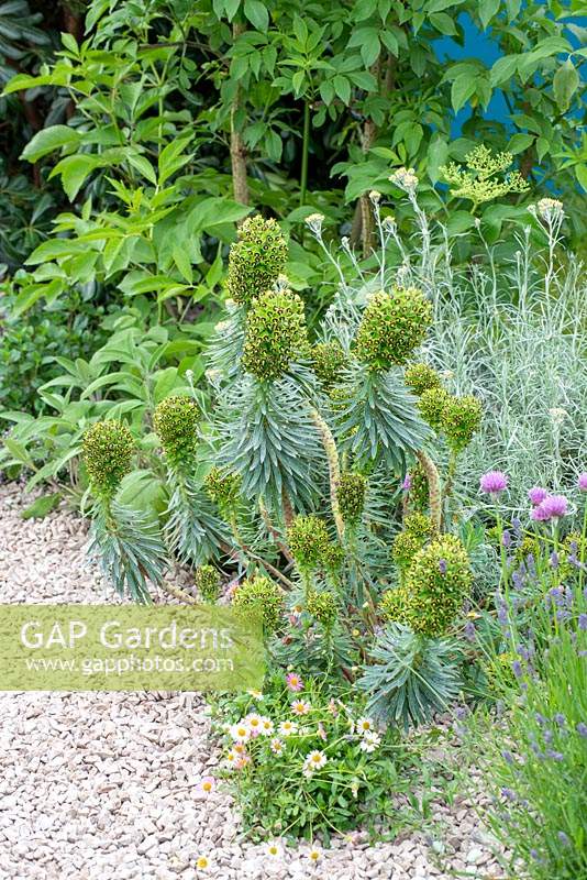 The Harmonious Garden of Life, RHS Chelsea Flower Show 2019, Design: Laurelie de la Salle, Sponsors: Mr Robert and Mrs Susan Cawthorn, Margheriti Piante, Italy
