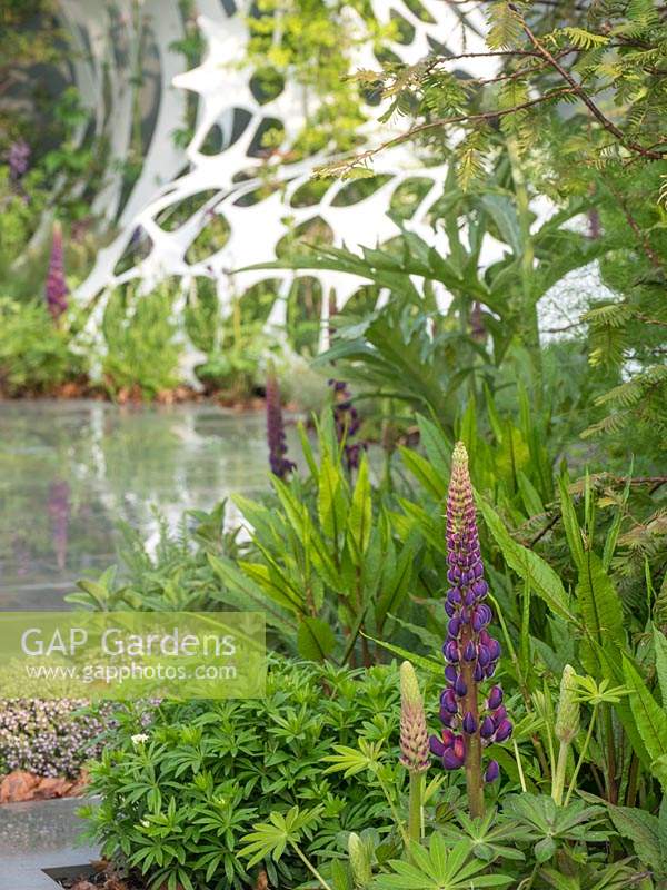 The Manchester Garden with its perforated background adds background interest to the planting of the purple lupin - Lupinus.  - Designer: Exterior Architecture. RHS Chelsea Flower Show 2019