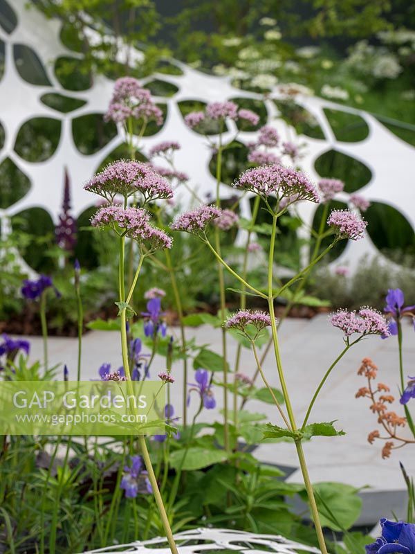 The Manchester Garden with its perforated background adds background interest to the planting of Pimpinella major 'Rosea' .  - Designer: Exterior Architecture.
RHS Chelsea Flower Show 2019
