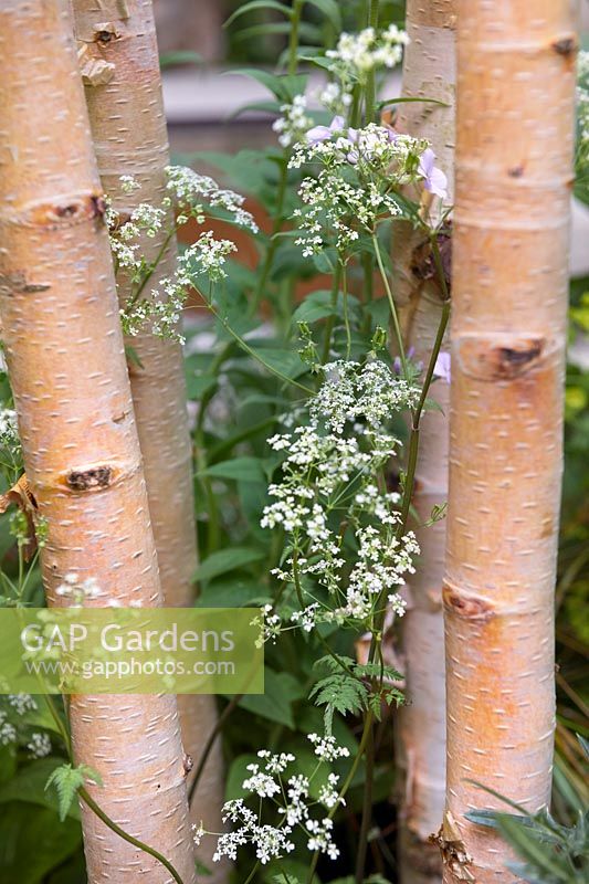 Detail of Betula trunks in the Family Monsters Garden at RHS Chelsea Flower Show 2019. Design: Alistair Bayford