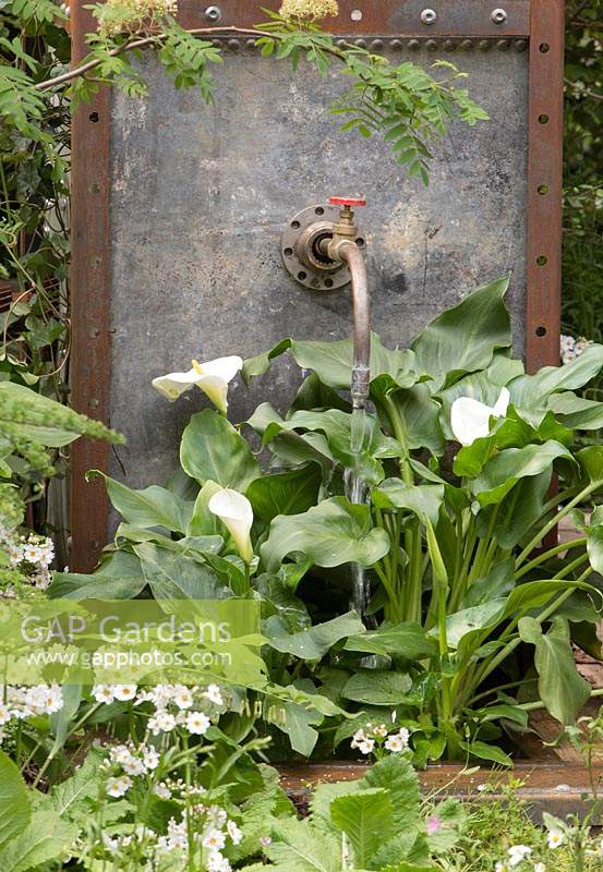 The High Maintenance Garden for Motor Neurone Disease Association Garden, view of galvanised metal container with old tap water feature under planted with Zantedeschia aethiopica, Arum Lily, Calla Lily. Designer: Sue Hayward. Sponsor: Martin Anderson 