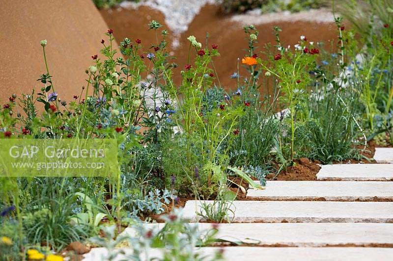Naturalistic planting in The Dubai Majlis Garden. Designed by Thomas Hoblyn. Sponsored by Dubai. RHS Chelsea Flower Show, 2019.